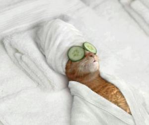 internet-meme-of-cat-at-spa-with-cucumbers-on eyes and wearing a bath robe